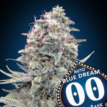 Auto Blue Dream - 5 sjemenki