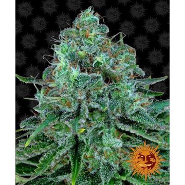 Barney’s Farm Critical Kush - 5 sjemenki