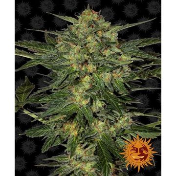 Barney’s Farm LSD - 5 sjemenki