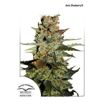 Auto Blueberry - 7 sjemenki