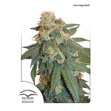 Auto Orange Bud - 7 sjemenki