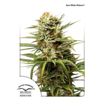 Auto White Widow - 7 sjemenki